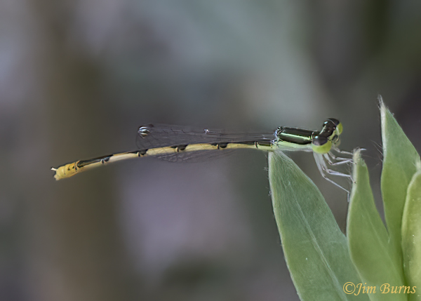 Citrine Forktail male, Maricopa Co., AZ, August 2024--0058