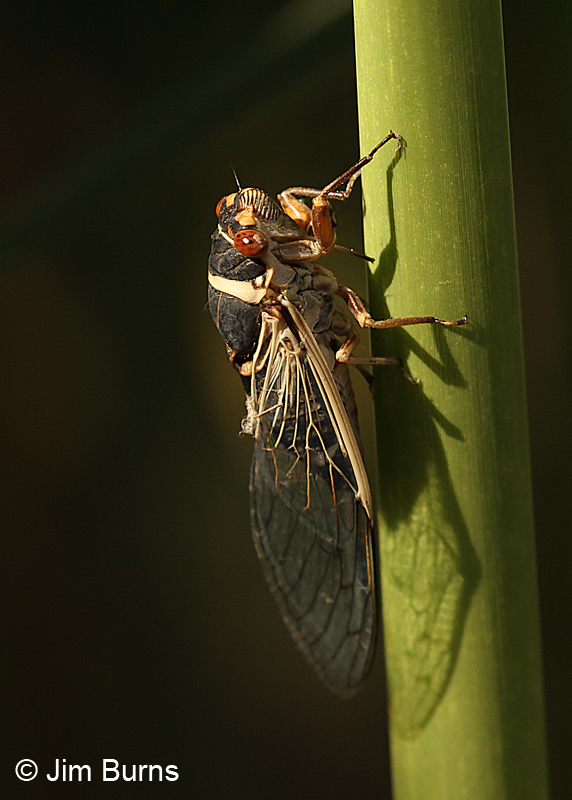 Citrus Cicada (Diceroprocta apache) female dorsal view, Papago Park, Arizona