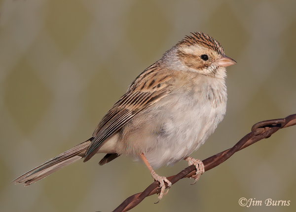 Clay-colored Sparrow, winter #2--4169