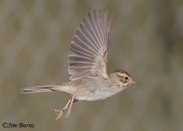 Clay-colored Sparrow in flight--4176