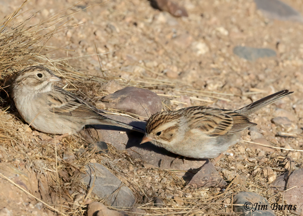 Clay-colored (right) and Brewer's Sparrows' comparison--4332