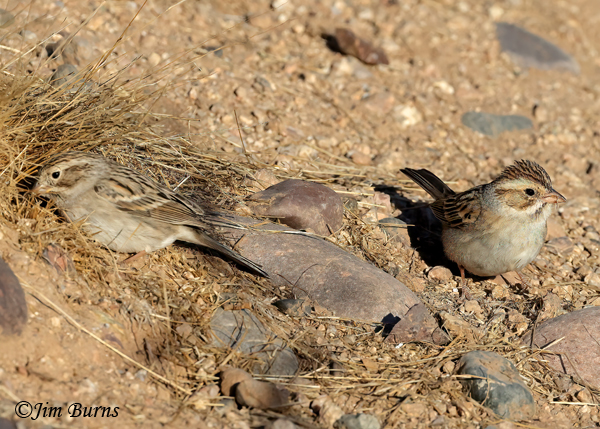 Clay-colored (right) and Brewer's Sparrows' comparison--4354