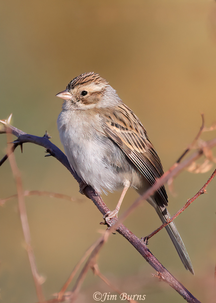Clay-colored Sparrow, winter--4357