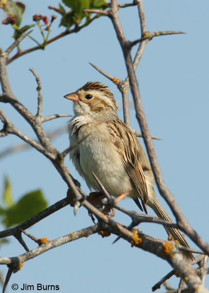 Clay-colored Sparrow, breeding season