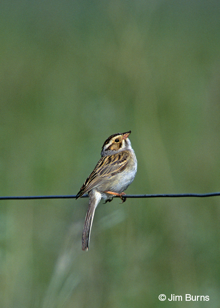 Clay-colored Sparrow on wire