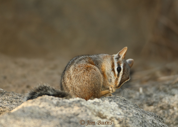 Cliff Chipmunk cleaning up--1004