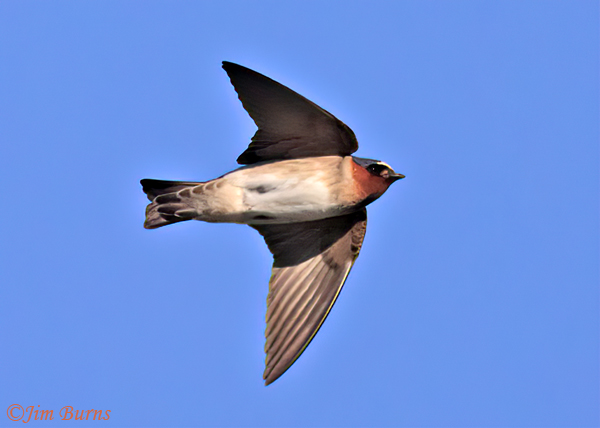 Cliff Swallow ventral view--9493