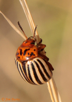 Colorado Potato Beetle (Leptinotarsa decemlineata), Becker Lake, Arizona--9877