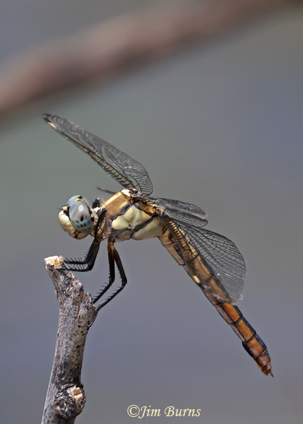 Comanche Skimmer female, Maricopa Co., AZ, August 2024--1974