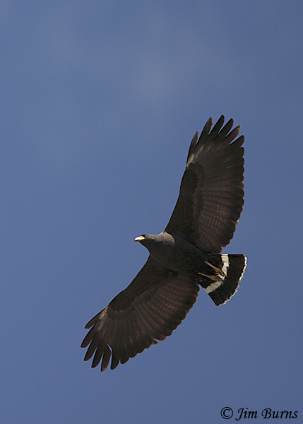 Common Black Hawk in flight ventral--1724