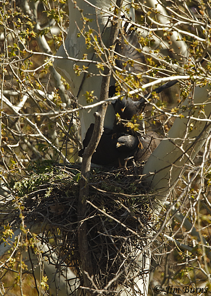 Common Black Hawk pair copulating on nest--1827