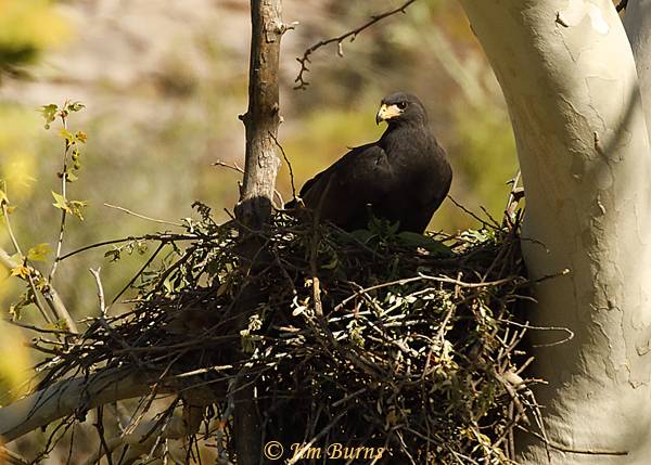 Common Black Hawk on nest--1835