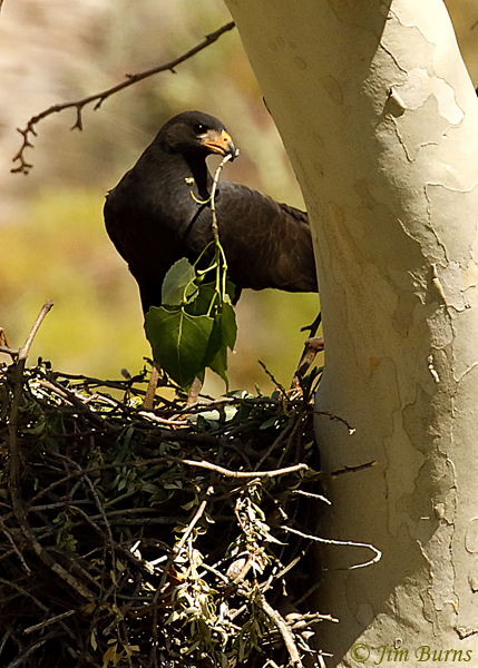 Common Black Hawk remodeling old nest with fresh greenery--1851