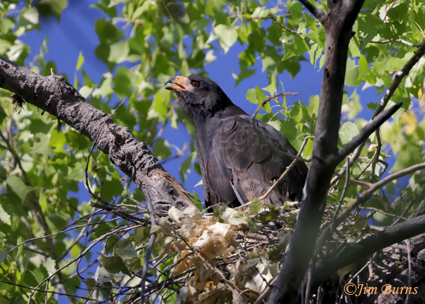 Common Black Hawk female calling from nest--8807