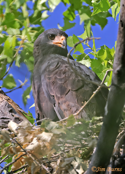 Common Black Hawk female on nest--8809