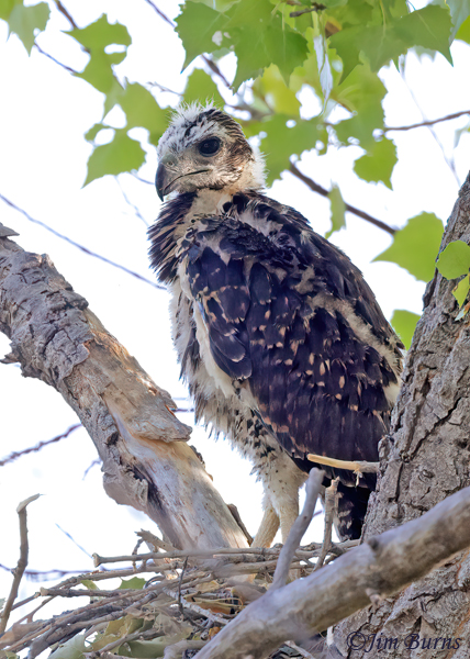 Common Black Hawk nestling--9405