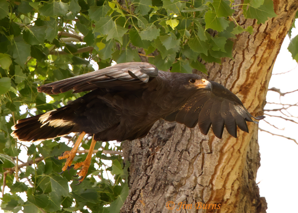 Common Black Hawk coming out of Cottonwood--3017