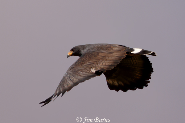 Common Black Hawk on gray cloud--3027
