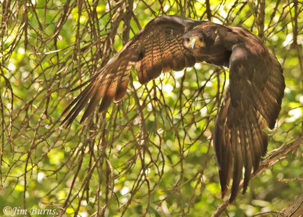 Common Black Hawk flying through Cottonwood understory--8832