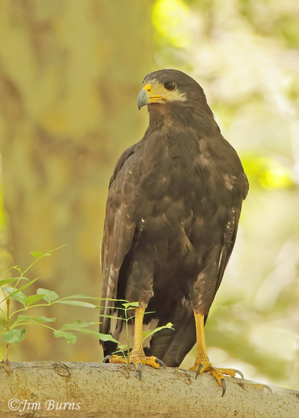 Common Black Hawk on Cottonwood perch--8869