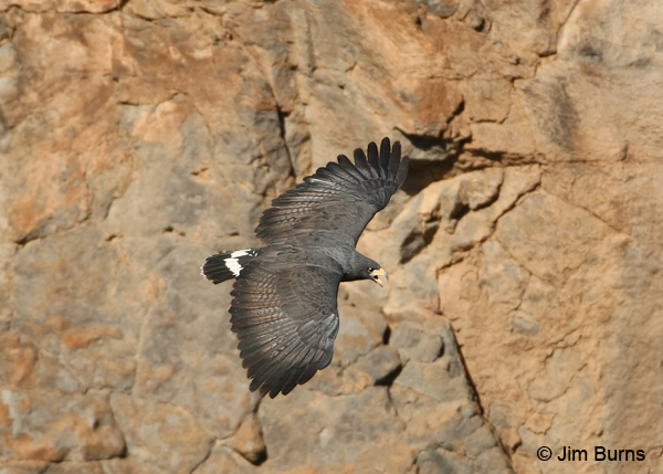 Common Black Hawk in flight dorsal view