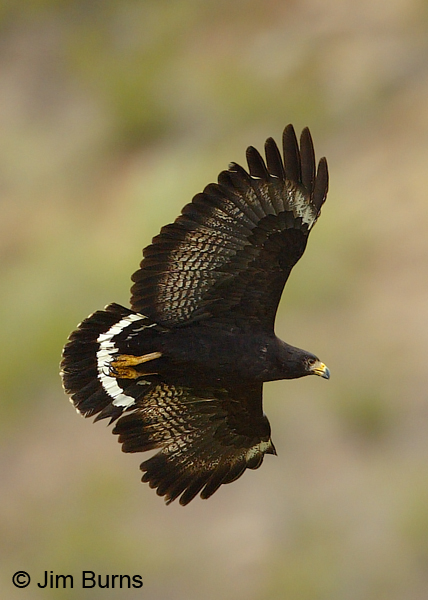 Common Black Hawk in flight ventral green