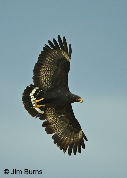 Common Black Hawk in flight #2