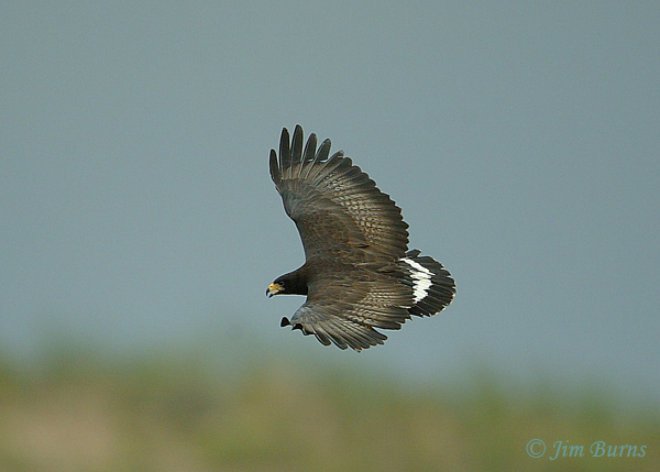Common Black Hawk in flight dorsal view #2