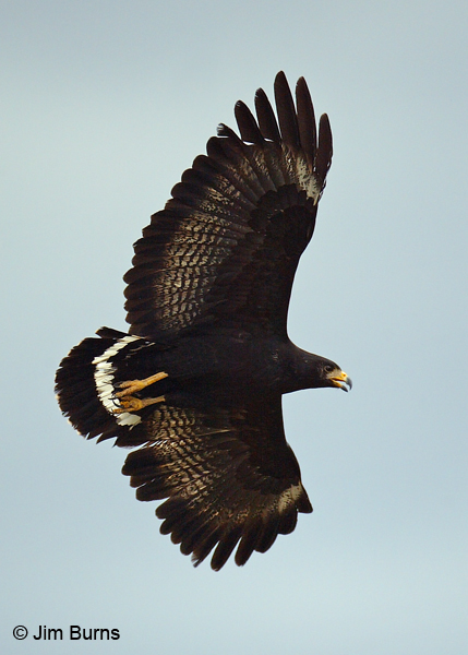 Common Black Hawk in flight
