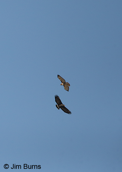 Common Black Hawk migrating with local Red-tail escort
