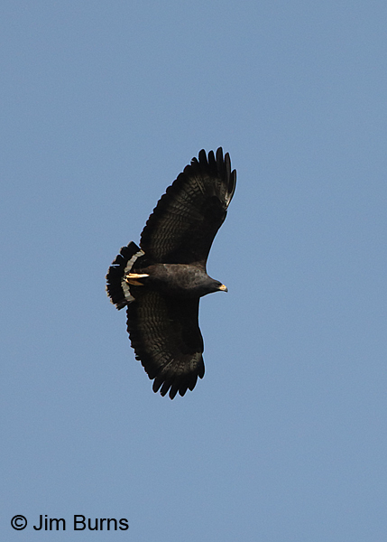 Common Black Hawk on migration