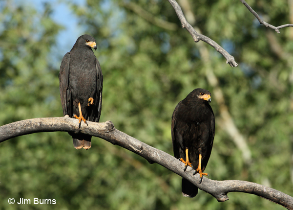 Common Black Hawk pair, male on left