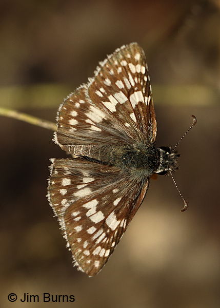 Common Checkered-Skipper female, Arizona
