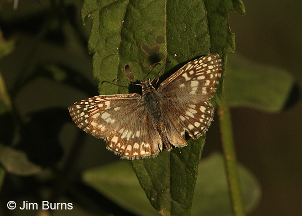 Common Checkered Skipper male, Texas