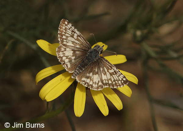 Common Checkered-Skipper on Yellow Spiny Daisy, Arizona