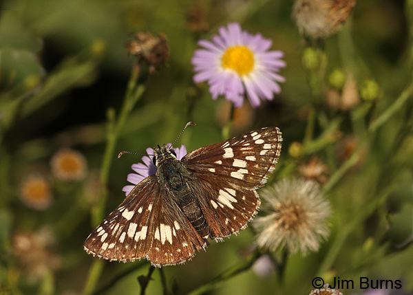Common Checkered-Skipper on Daisy, Texas