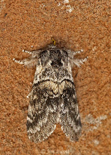 Common Gluphisia Moth, Arizona--7405