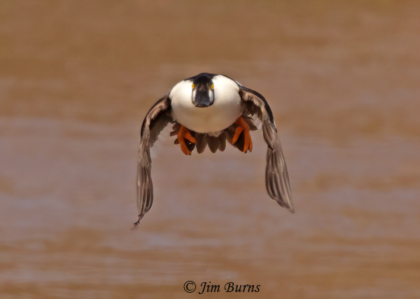 Common Goldeneye male in flight--1080