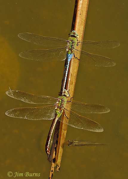 Common Green Darners in tandem, female ovipositing as fish queue up for a protein breakfast, Pinal Co., AZ, September 2020--6707