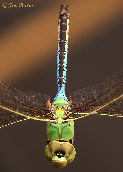 Common Green Darner male in flight, dorsal close-up, Pinal Co., AZ, July 2021--1490