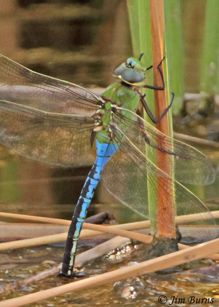 Common Green Darner male thermoregulating with abdomen tip in the water, Maricopa Co., AZ, August 2021--1232