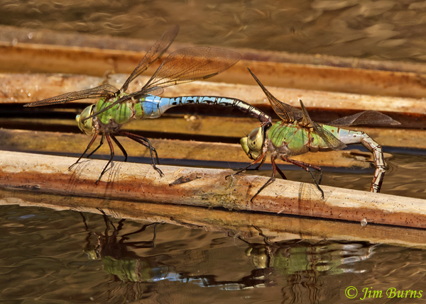 Common Green Darners in tandem, female ovipositing, Coconino Co., AZ, June 2021--8039
