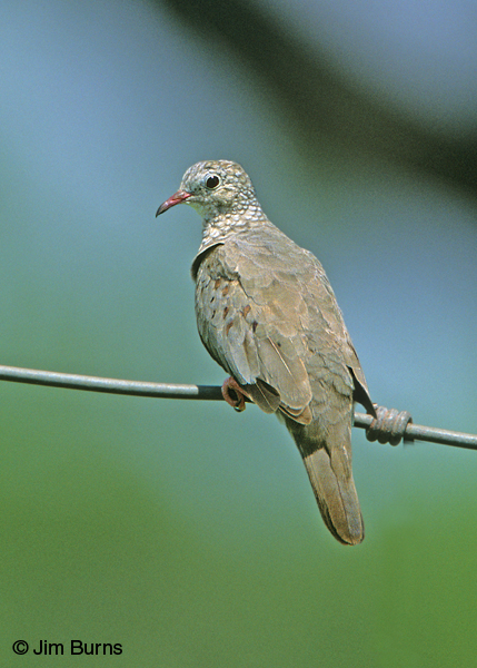 Common Ground-Dove on wire