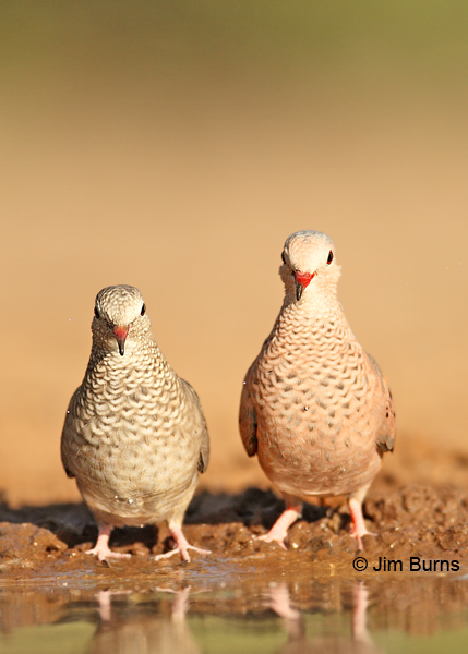 Common Ground-Dove pair at waterhole, female on left