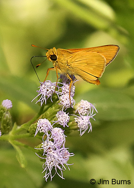 Common Mellana, Texas