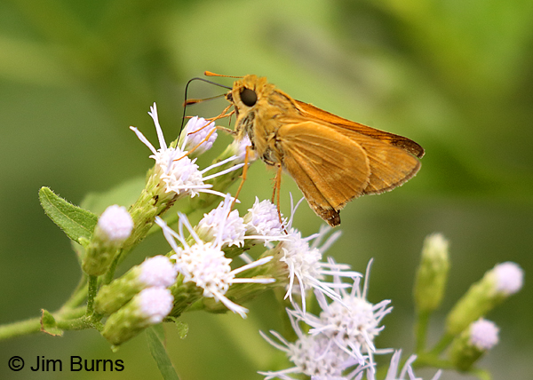 Common Mellana #2, Texas.