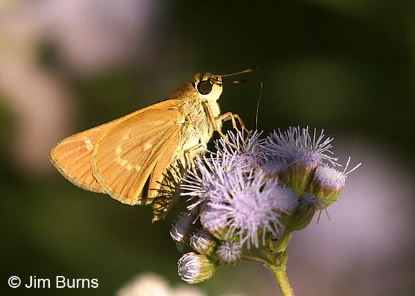 Common Mellana on Crucita, Texas