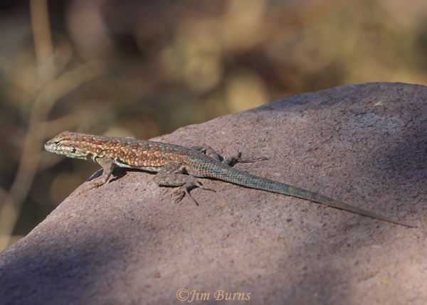 Common Side-blotched Lizard--1800