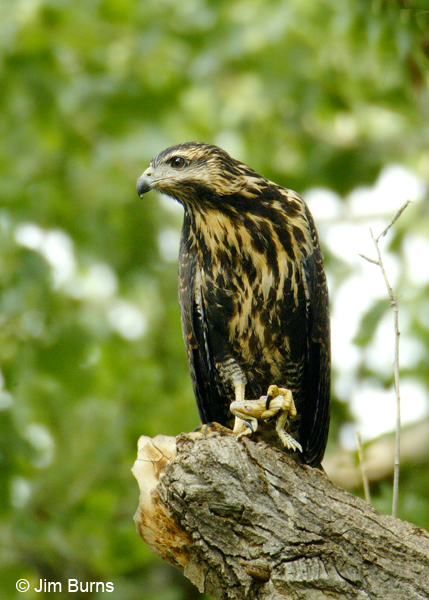 Common Black Hawk juvenile with frog