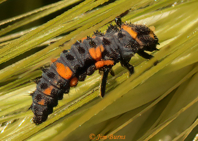 Convergent Lady Beetle larva--0052